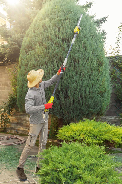 Professional Tree Service in Mount Zion, GA